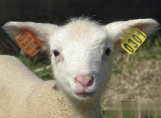 激光打標(biāo)機(jī)在動物耳牌使用中有那些優(yōu)勢呢  第1張